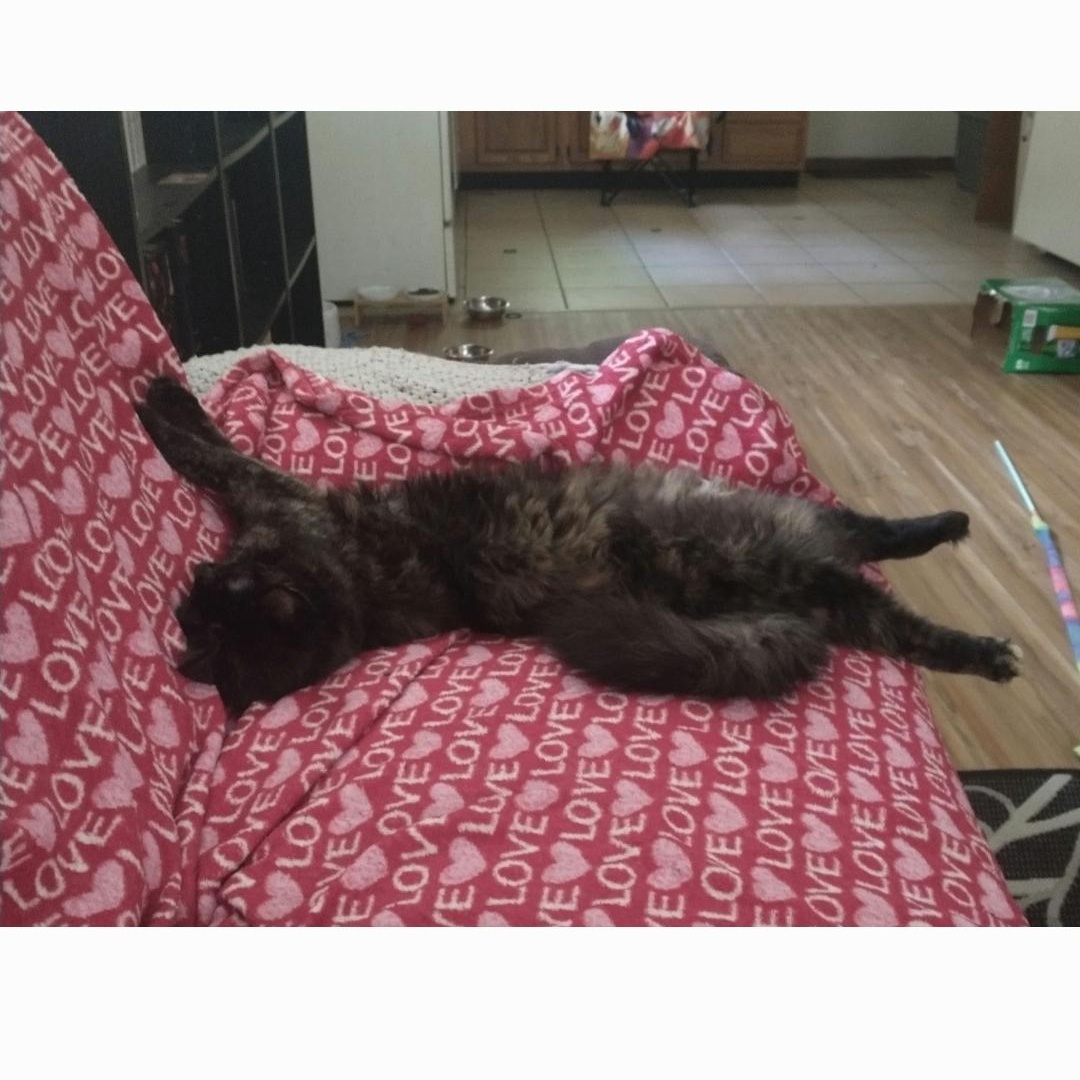 Emerald, an adopted Tortoiseshell in Maple Shade, NJ image 5/5