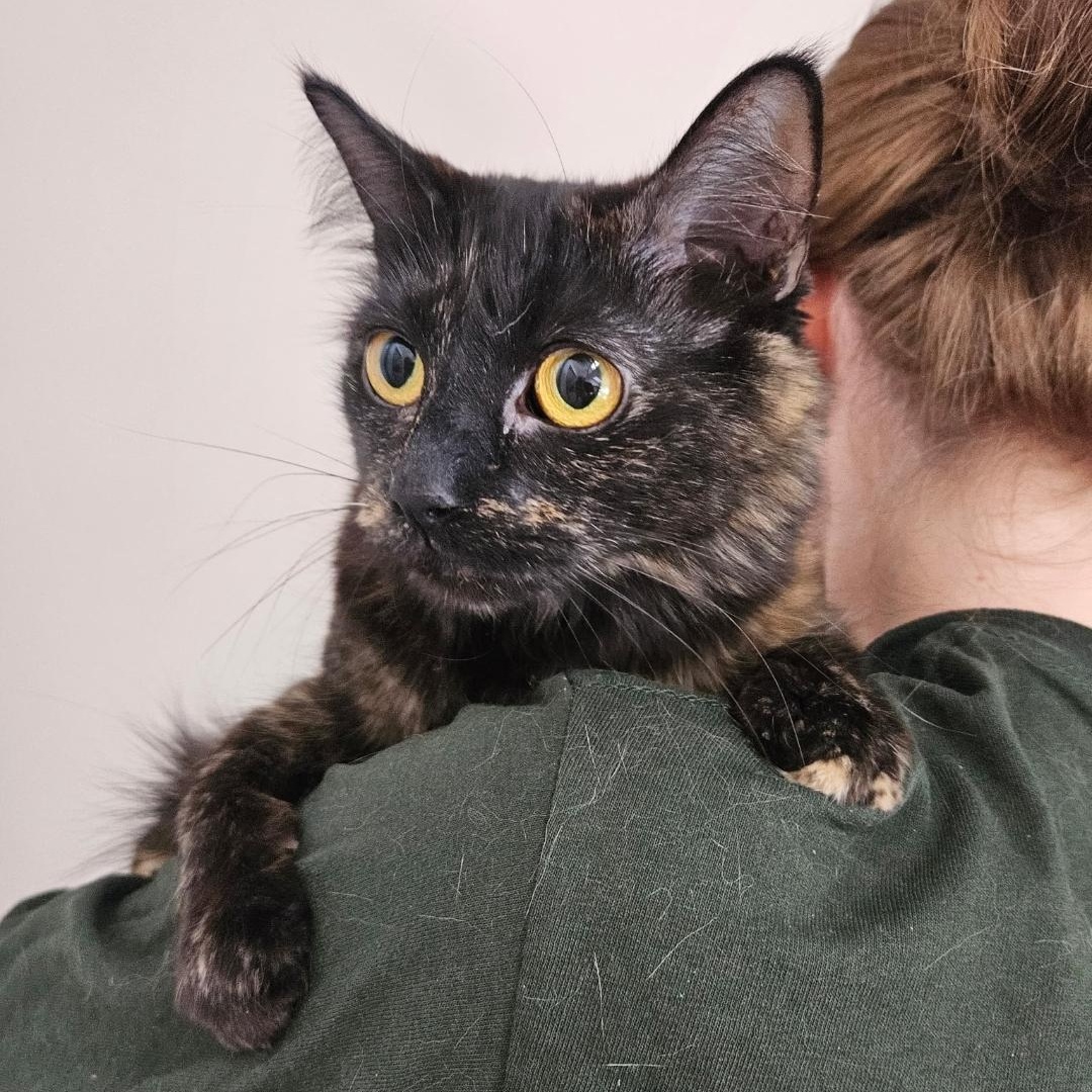 Emerald, an adopted Tortoiseshell in Maple Shade, NJ image 4/5