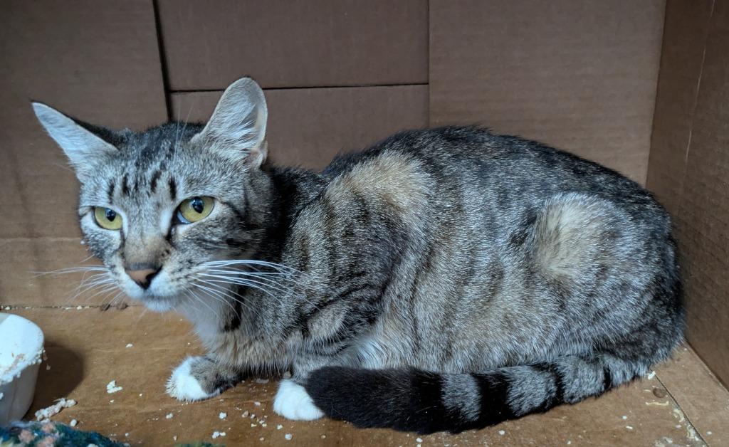 2025-78 Fatty Patty (mom) - in foster, Adoptable, Adult Female Domestic Short Hair.