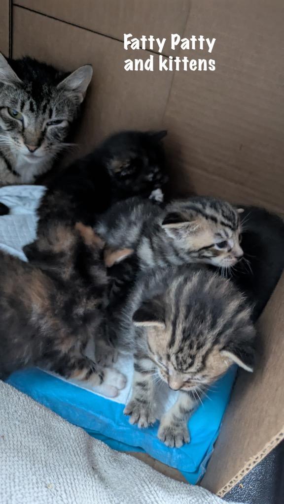 2025-78 Fatty Patty (mom) - in foster — thumbnail 2