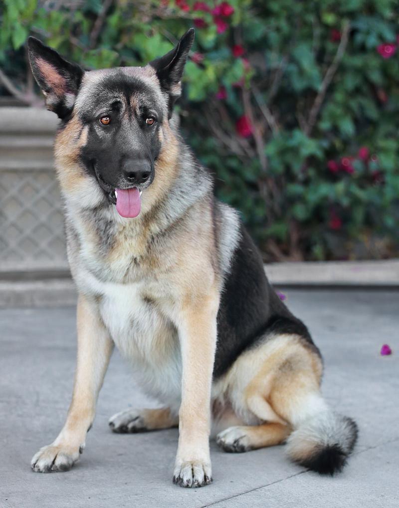 Hank Von Hartha thumbnail 2