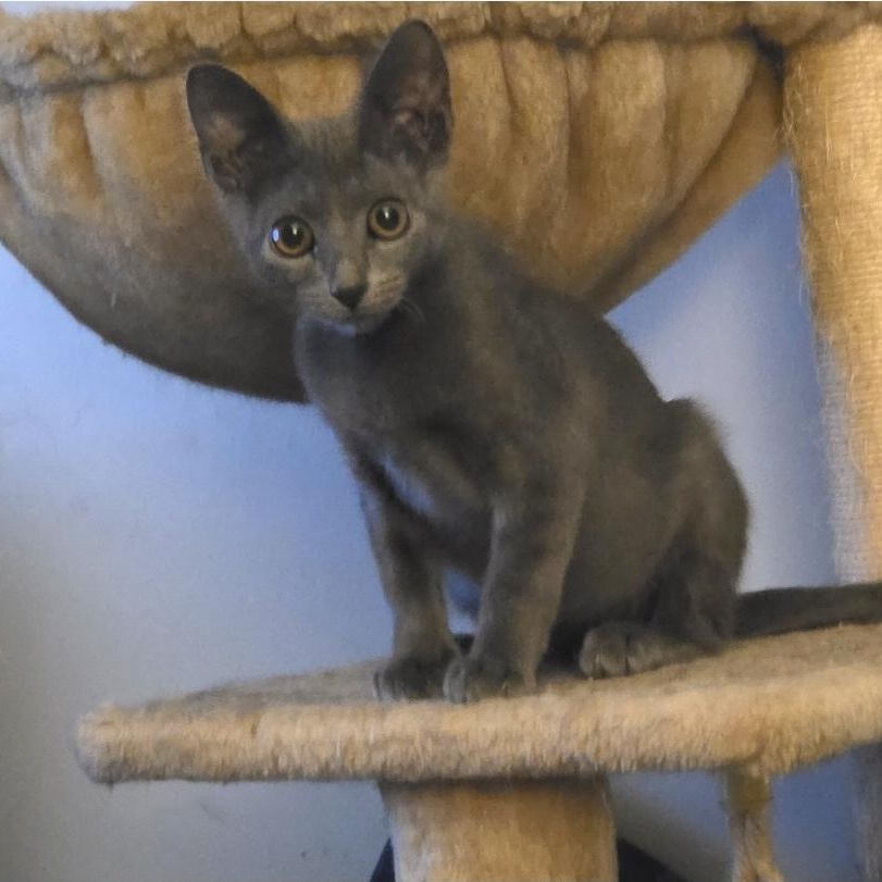 PETUNIA, Adoptable, Kitten Female Domestic Short Hair.