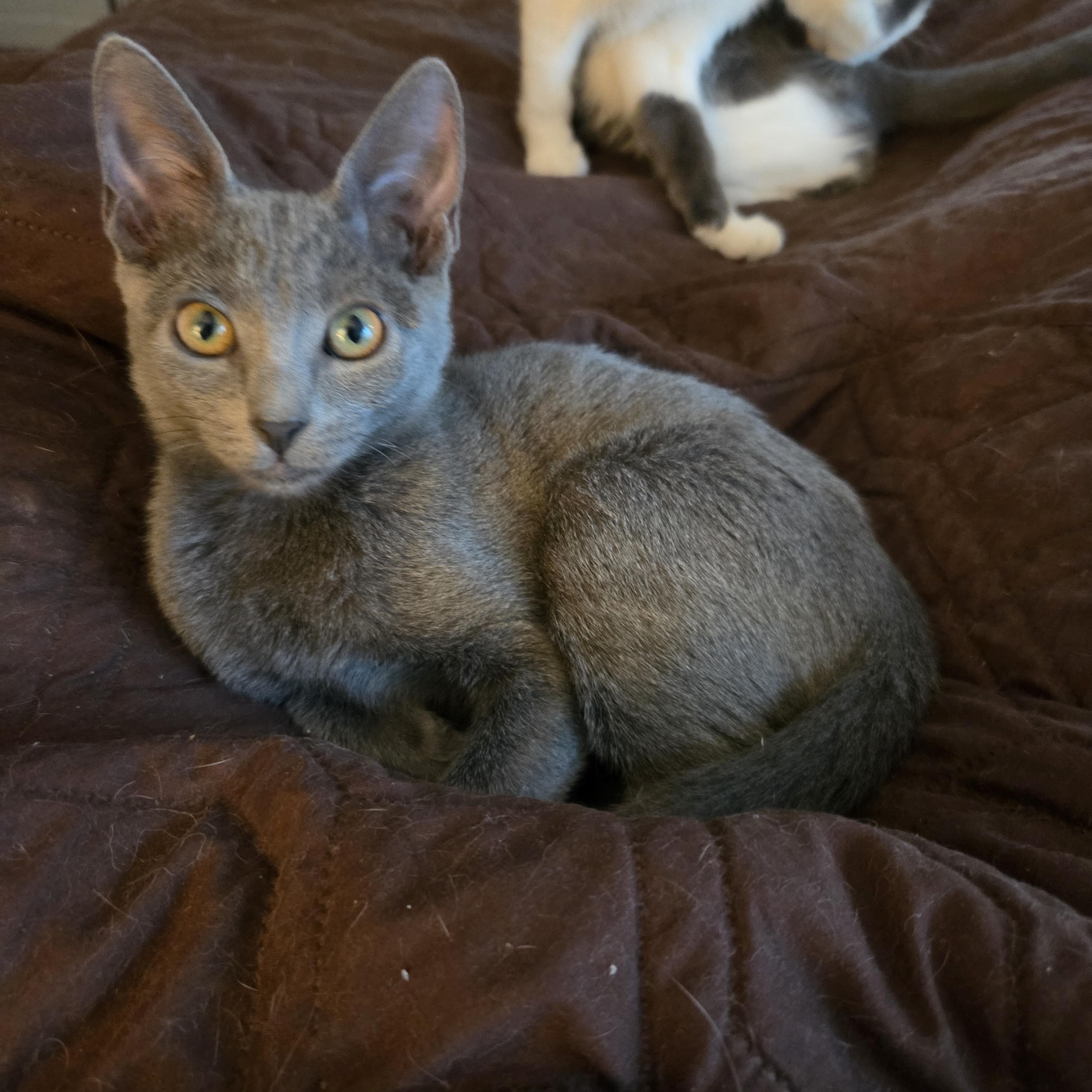 Enlarge PETUNIA, a Adoptable Domestic Short Hair in Hamilton, NJ image 2/6