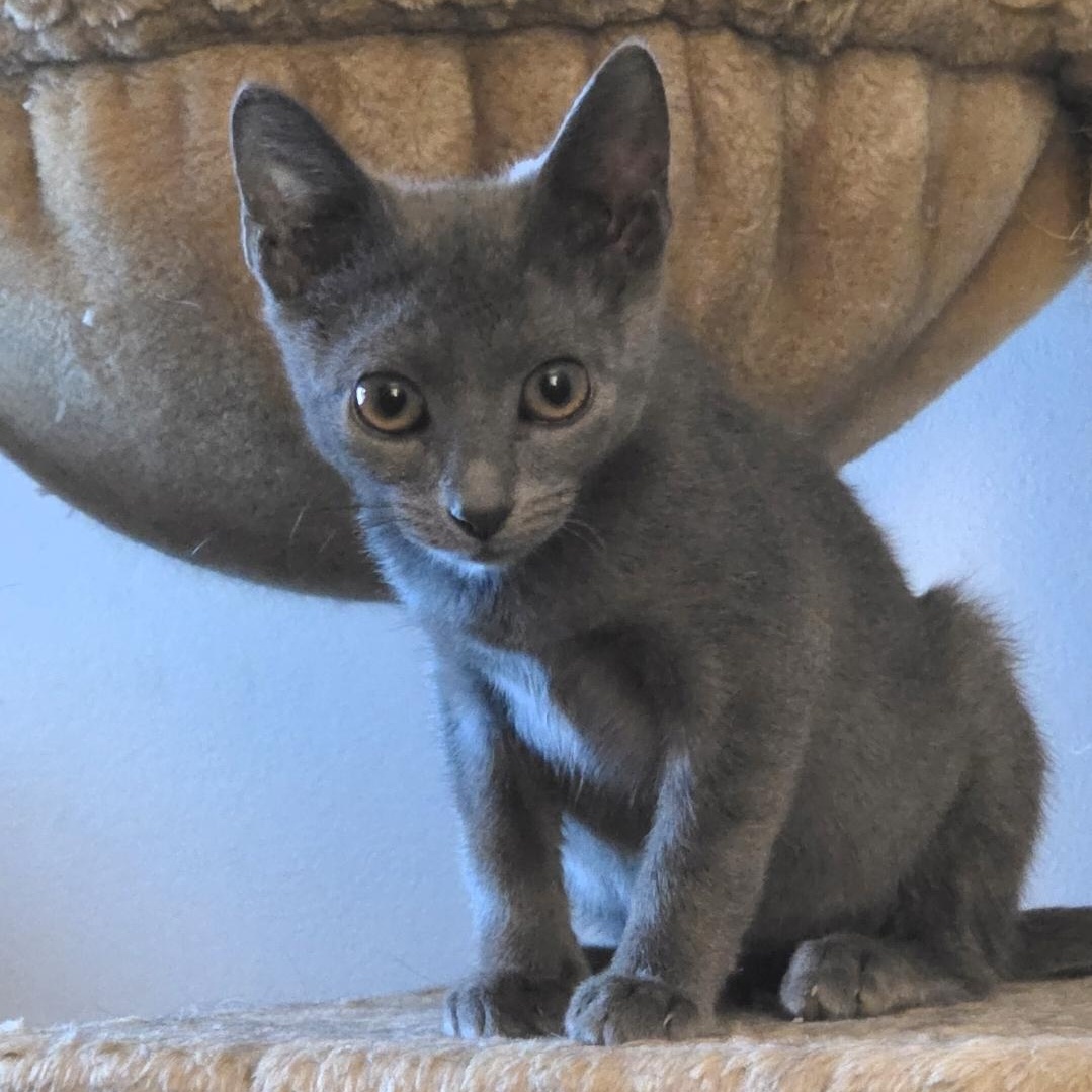 Enlarge PETUNIA, a Adoptable Domestic Short Hair in Hamilton, NJ image 4/6