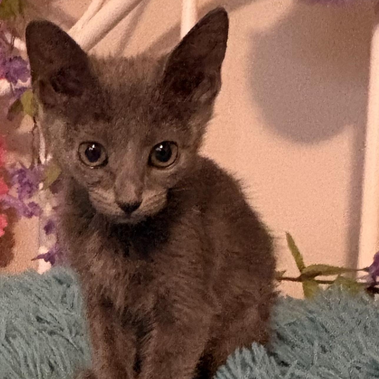 Enlarge PETUNIA, a Adoptable Domestic Short Hair in Hamilton, NJ image 5/6