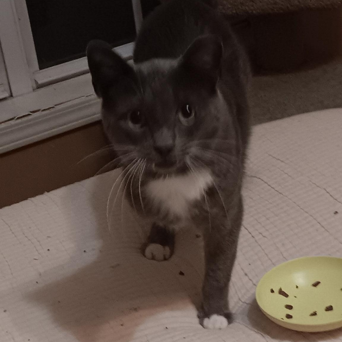 Greyson, a ADOPTABLE Domestic Short Hair in Easley, SC image 1/4