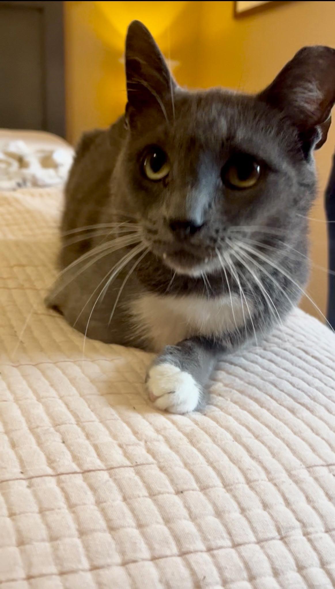 Greyson, a ADOPTABLE Domestic Short Hair in Easley, SC image 3/4