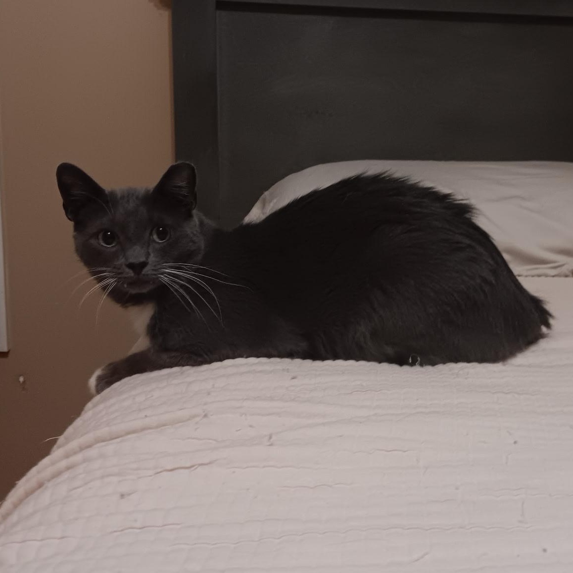 Greyson, a ADOPTABLE Domestic Short Hair in Easley, SC image 4/4