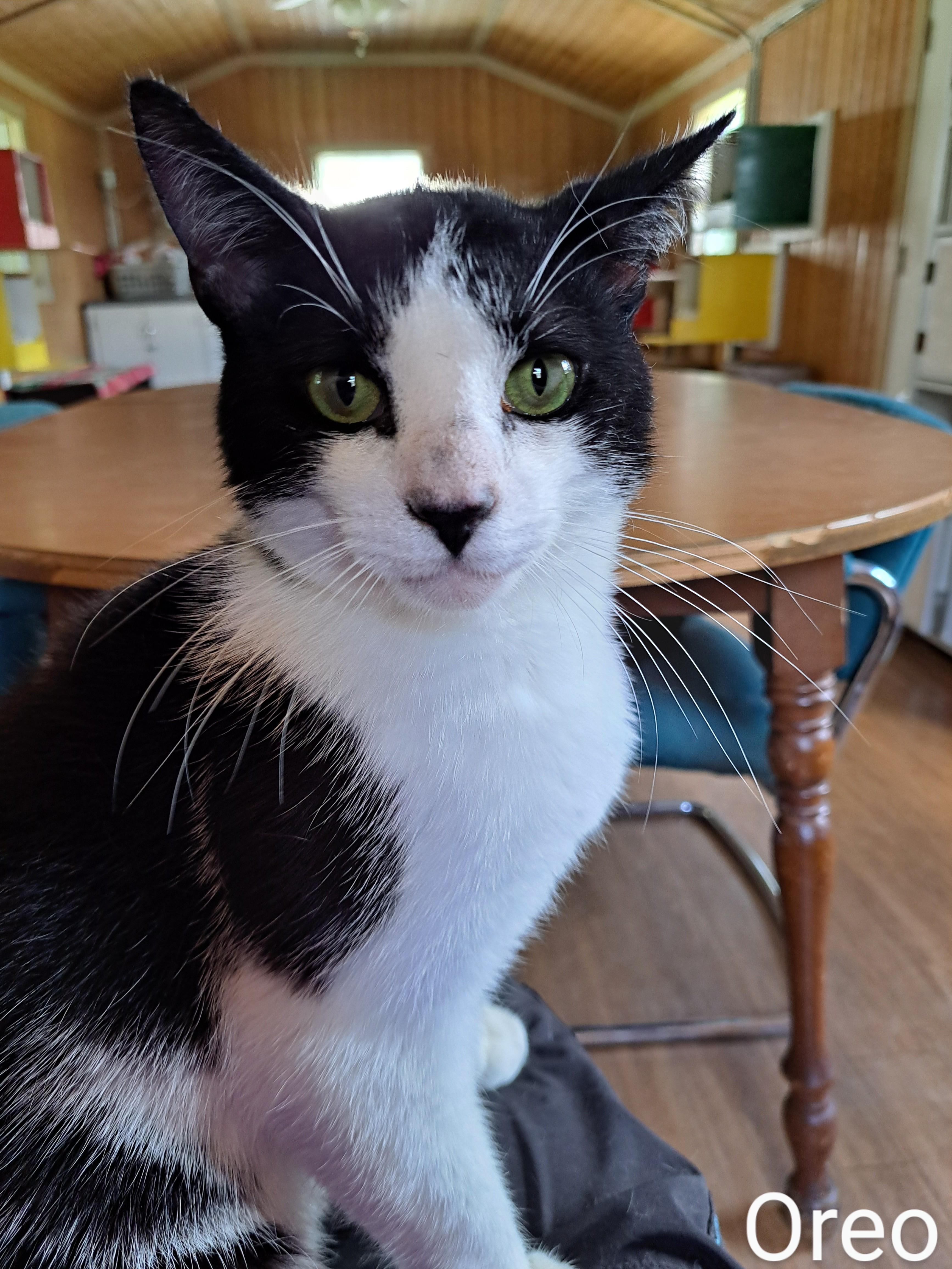 Oreo, Young Male unknown