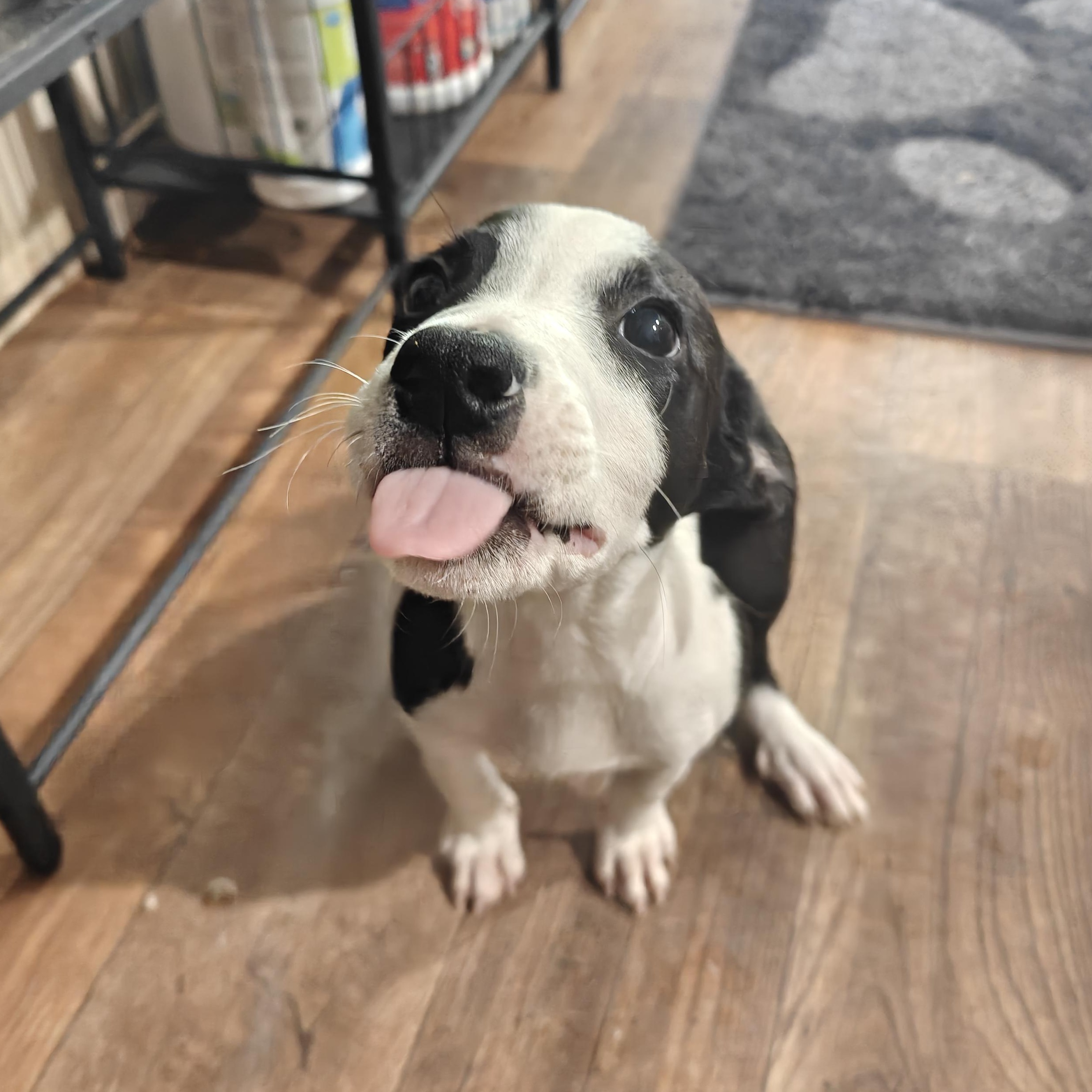 Ghost, Adoptable, Puppy Male Border Collie.