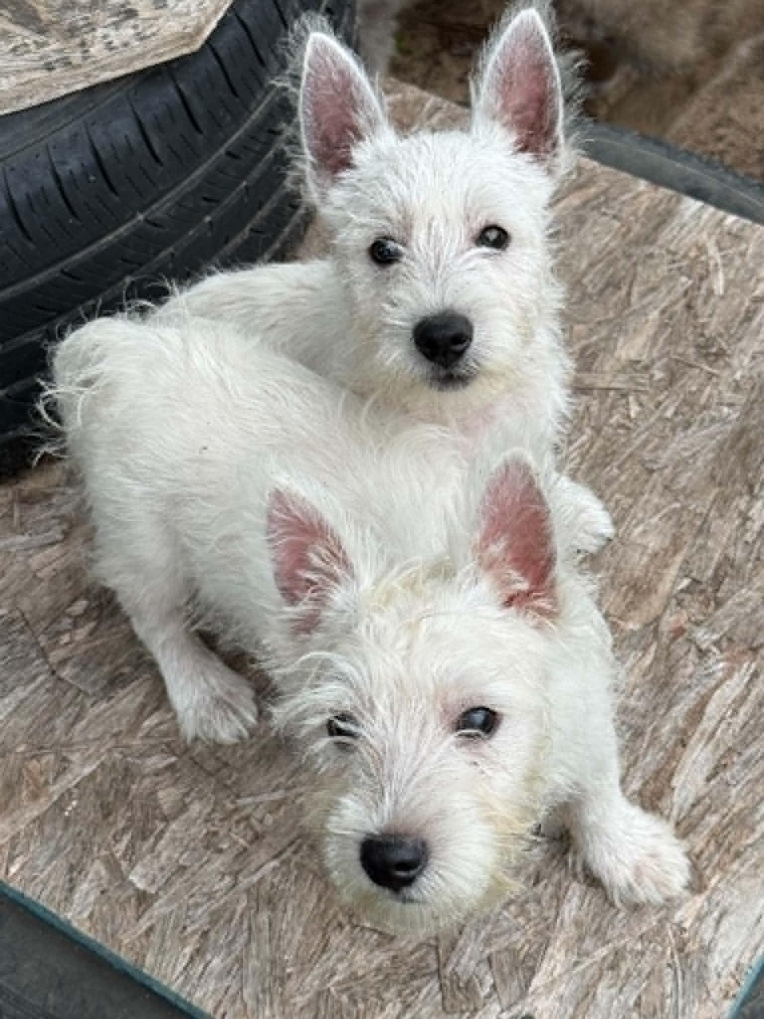 Oliver, ADOPTABLE, Puppy Male West Highland White Terrier / Westie.
