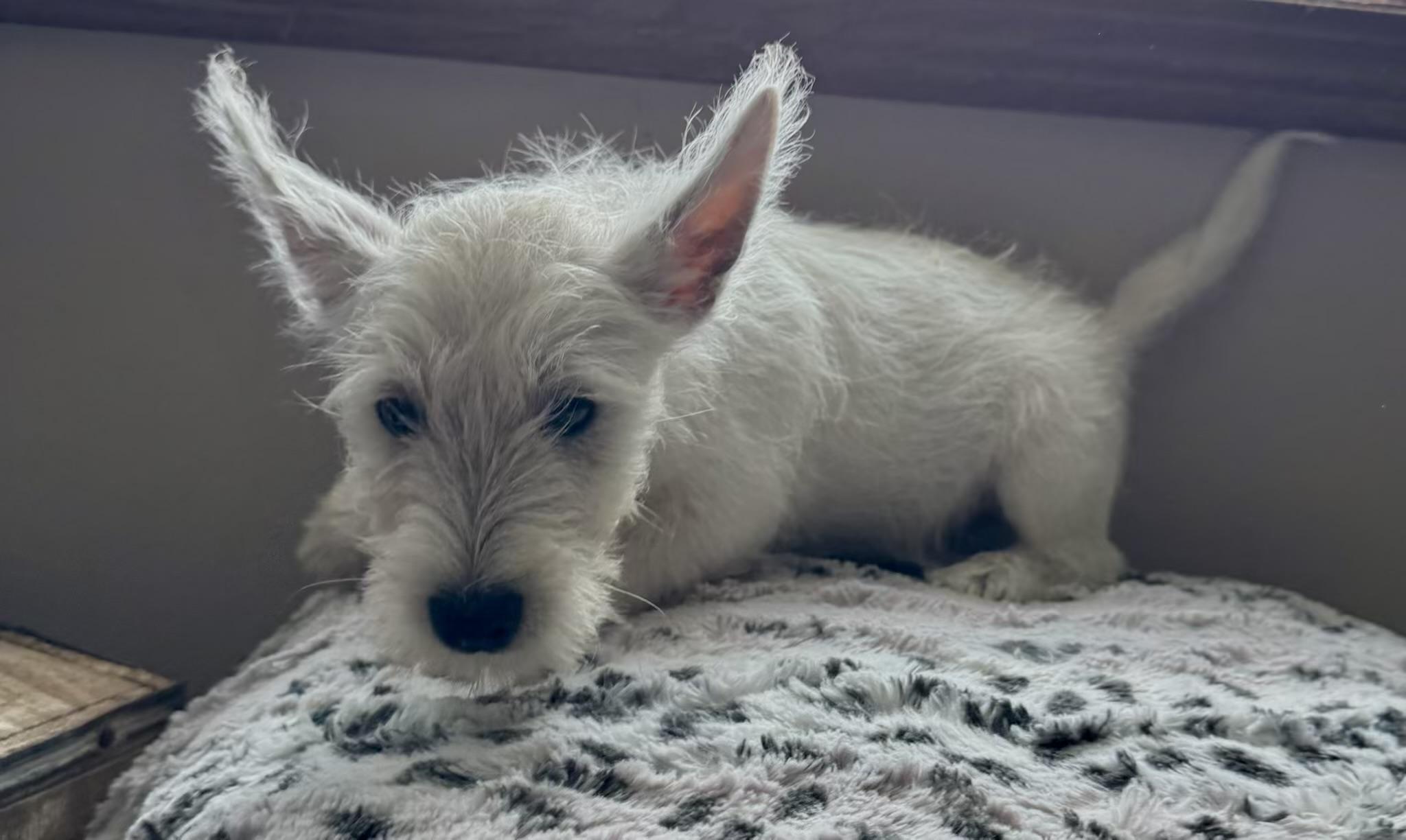 Enlarge Oliver, a ADOPTABLE West Highland White Terrier / Westie in North Freedom, WI image 2/2