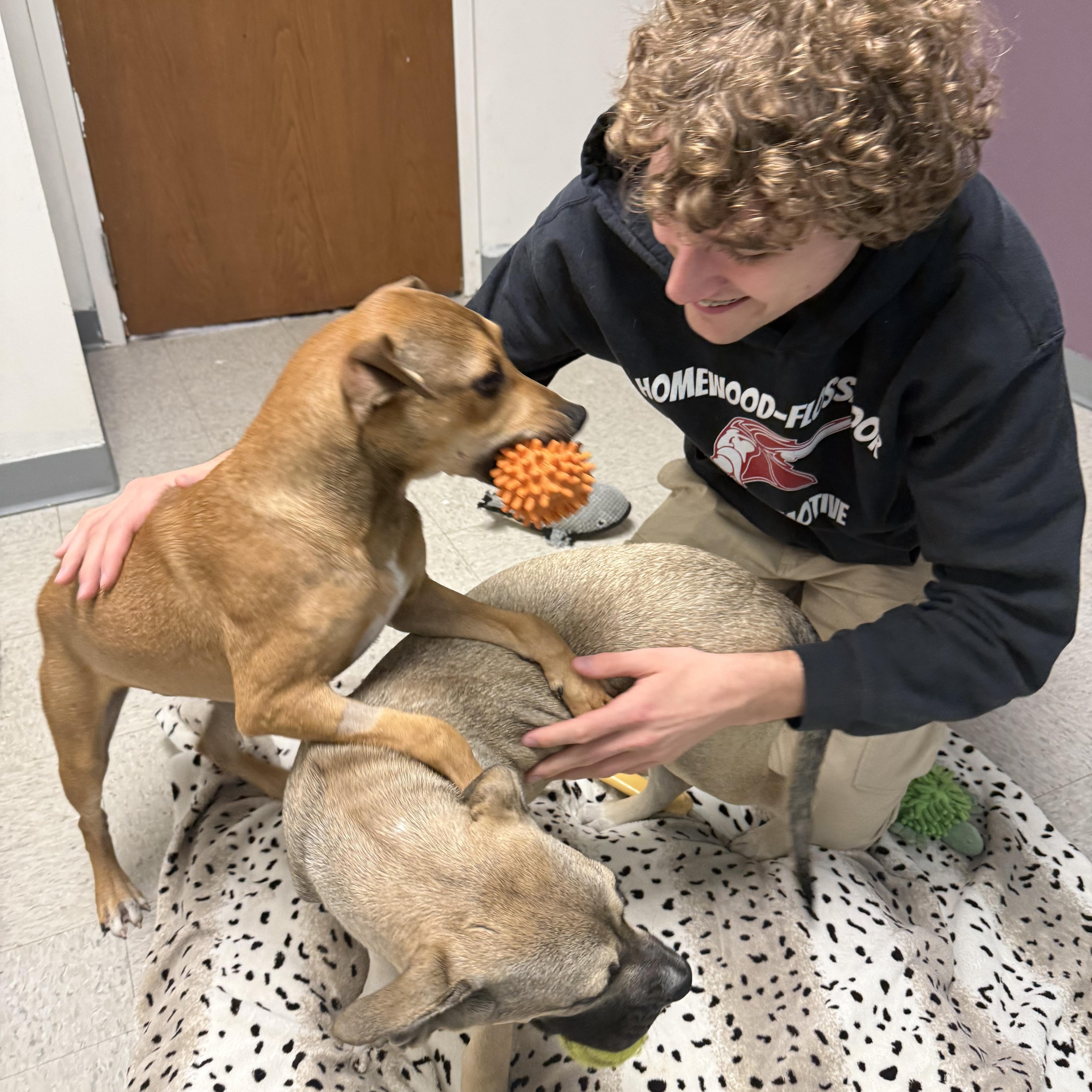 Jasmine, a Adoptable Mixed Breed in Homewood, IL image 2/3