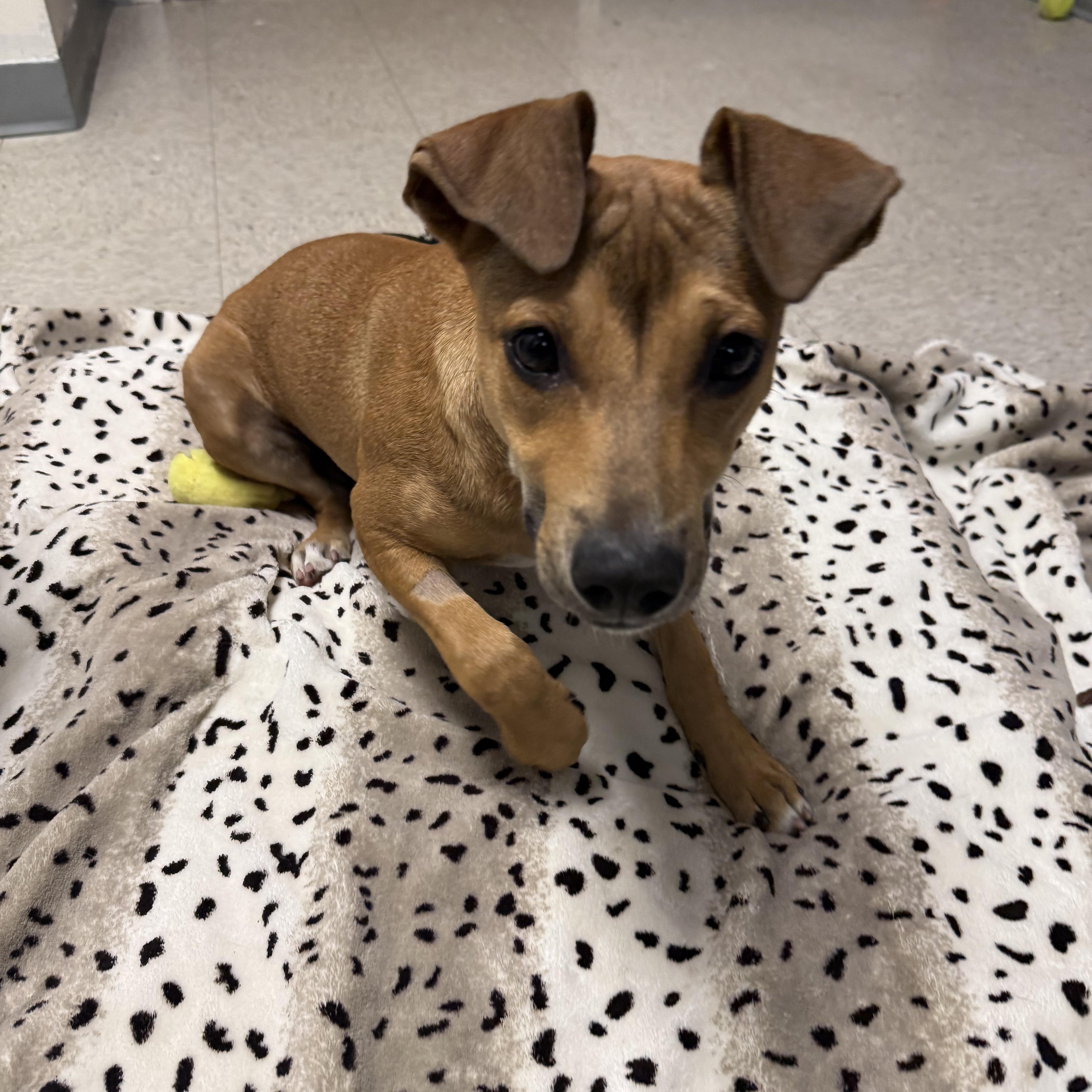 Jasmine, a Adoptable Mixed Breed in Homewood, IL image 3/3