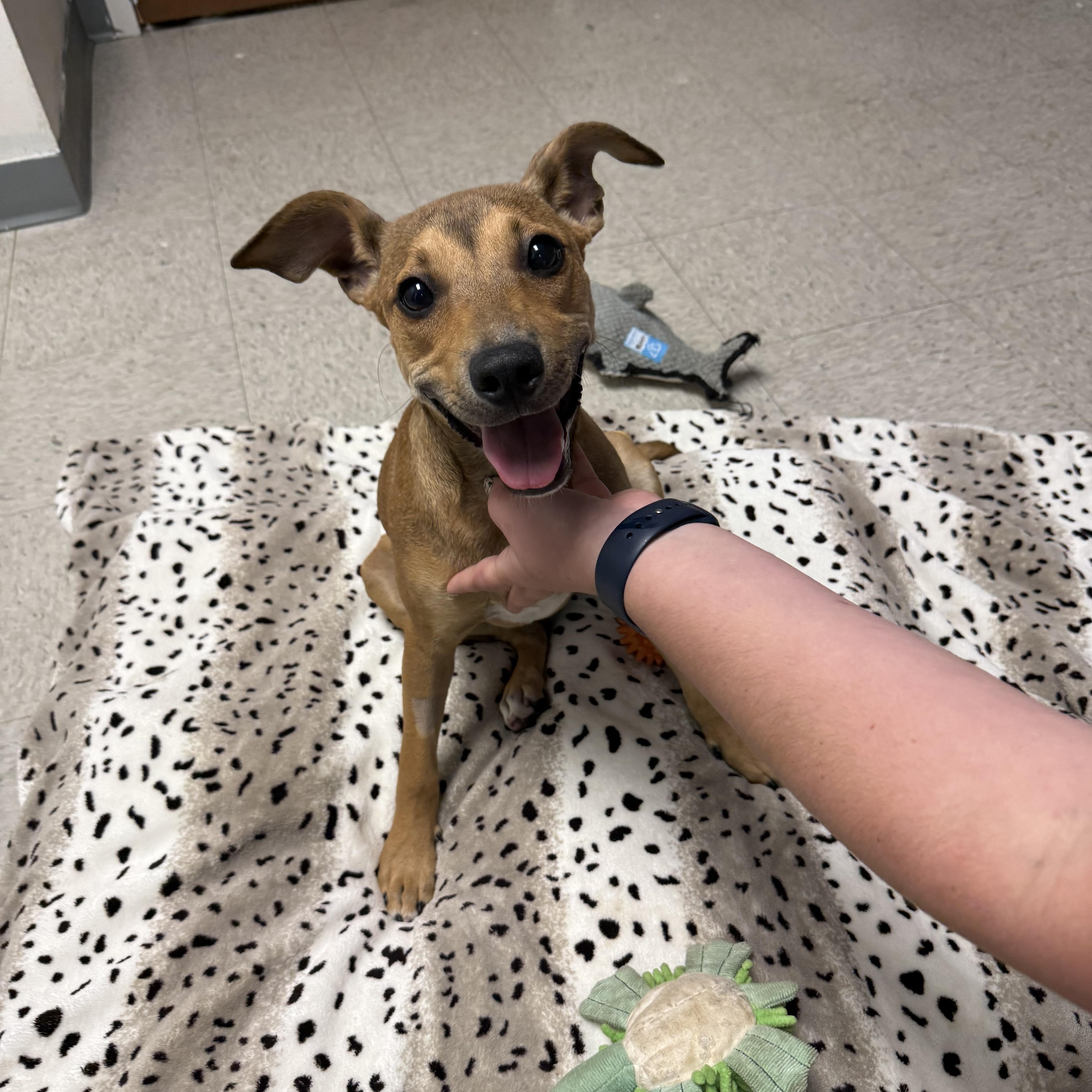 Jasmine, a Adoptable Mixed Breed in Homewood, IL image 1/3