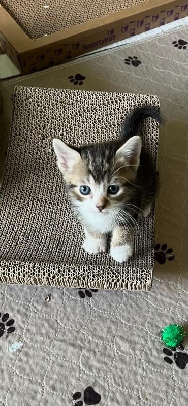 Cicada, Adoptable, Young Male Domestic Short Hair.
