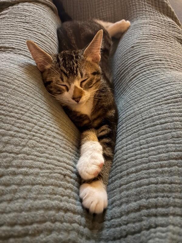 Enlarge Cicada, a Adoptable Domestic Short Hair in Arlington, WA image 2/5