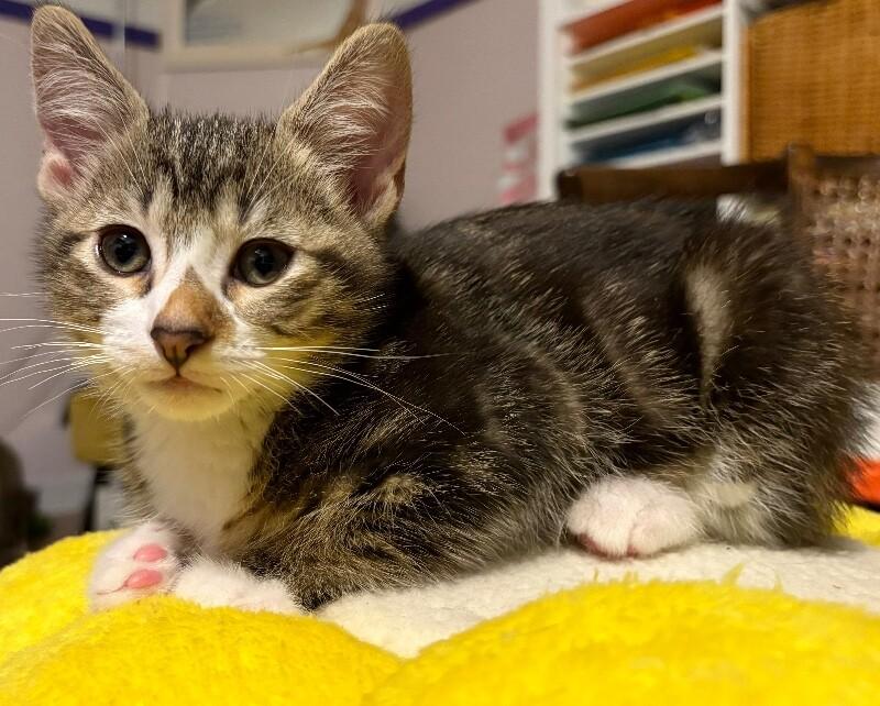 Enlarge Cicada, a Adoptable Domestic Short Hair in Arlington, WA image 5/5