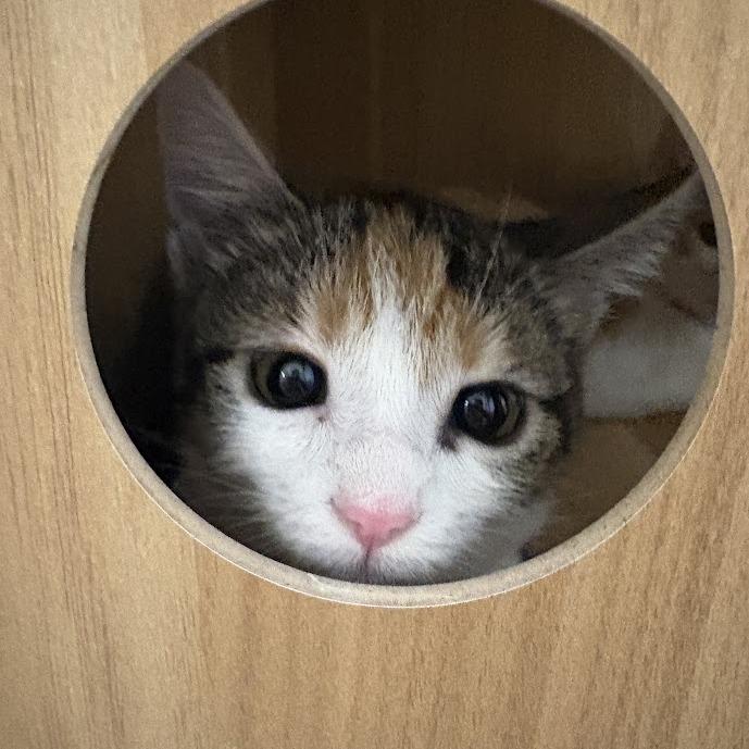 Cindy Lou Who, adopted, Kitten Female Domestic Short Hair.