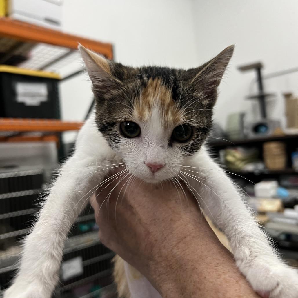 Enlarge Cindy Lou Who, an adopted Domestic Short Hair in Las Vegas, NV image 2/3