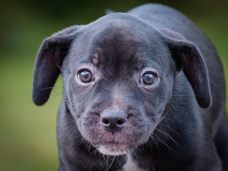 Enlarge Cruise, a Adoptable mixed breed in Pointe-Fortune, QC image 3/3