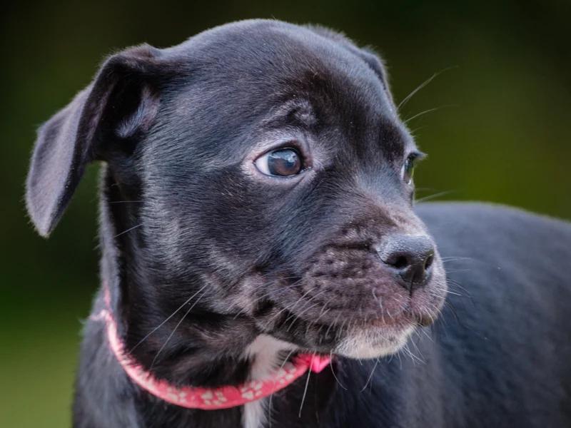 Cruise, Adoptable, Puppy Female Black Labrador Retriever & French Bulldog.
