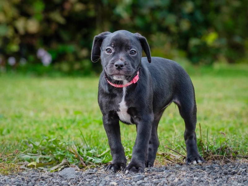 Enlarge Cruise, a Adoptable mixed breed in Pointe-Fortune, QC image 2/3