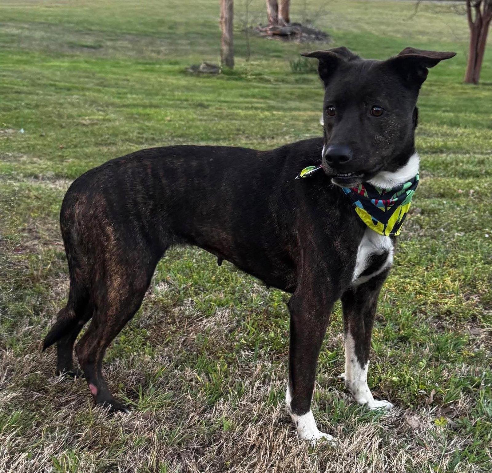 Serena, a Adoptable Terrier in Brooklyn Center, MN image 1/3