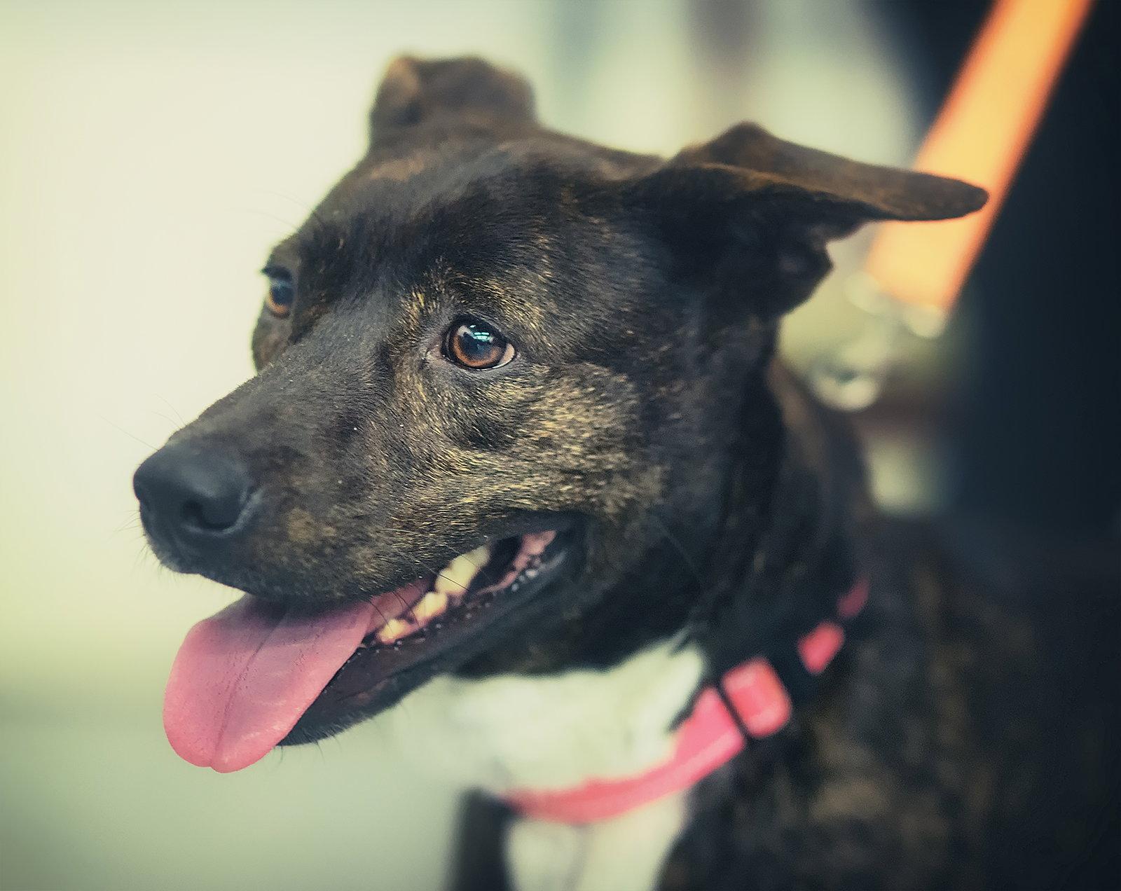 Serena, a Adoptable Terrier in Brooklyn Center, MN image 2/3