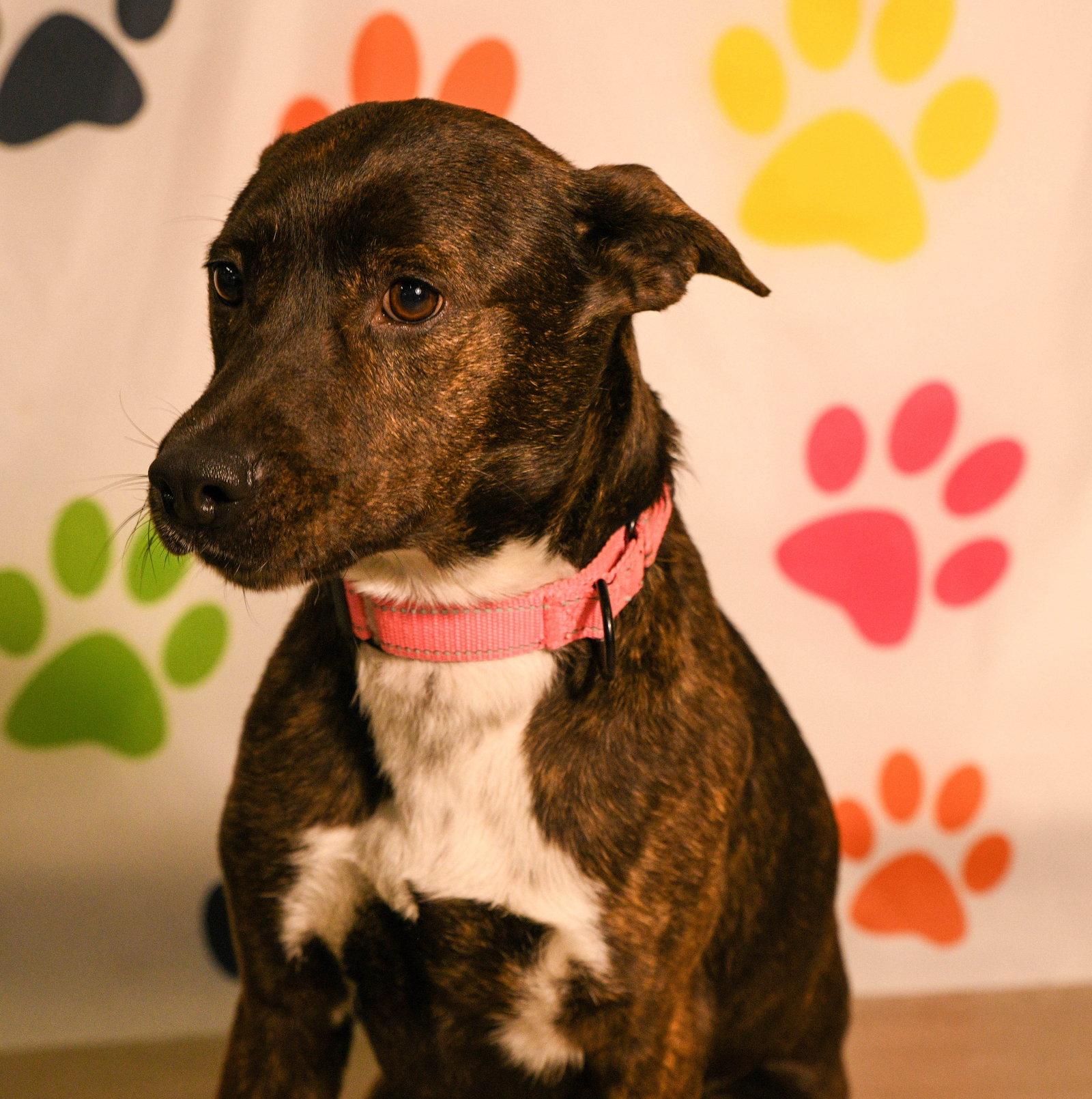 Serena, a Adoptable Terrier in Brooklyn Center, MN image 3/3