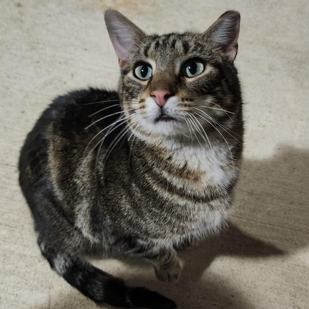 Kerry Underfoot, Adoptable, Adult Male Domestic Short Hair.