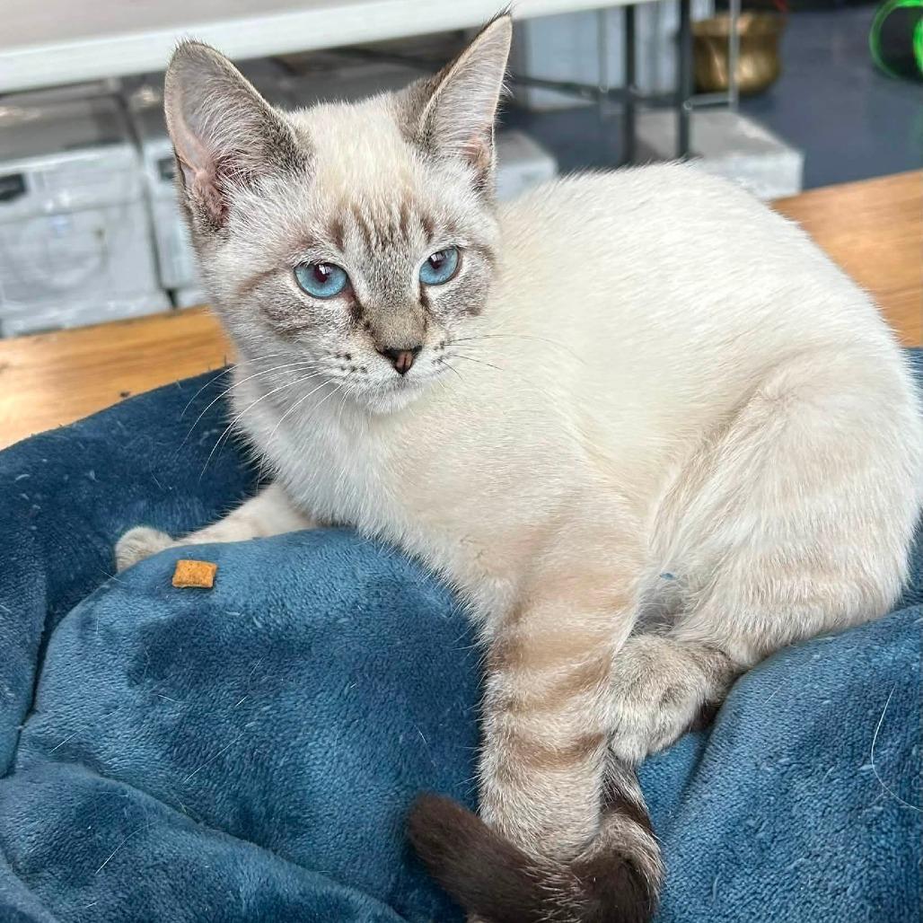 Enlarge Tinman, a Adopted Domestic Short Hair in Fairfax, VA image 1/4