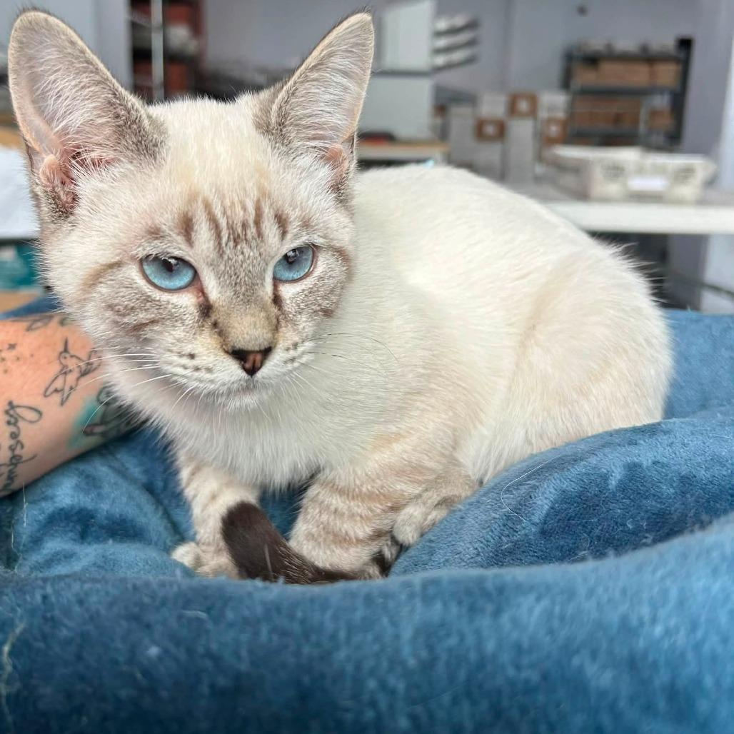 Enlarge Tinman, a Adopted Domestic Short Hair in Fairfax, VA image 2/4