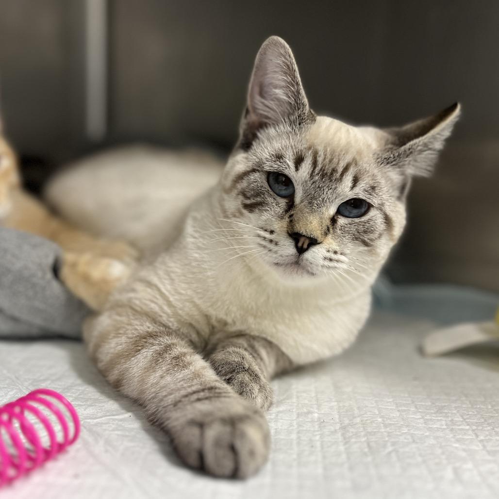 Enlarge Tinman, a Adopted Domestic Short Hair in Fairfax, VA image 3/4