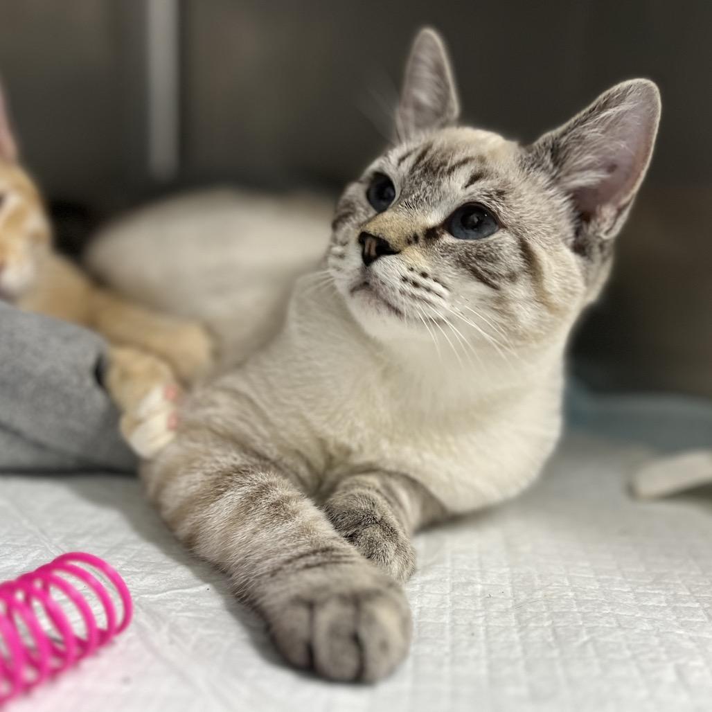Enlarge Tinman, a Adopted Domestic Short Hair in Fairfax, VA image 4/4