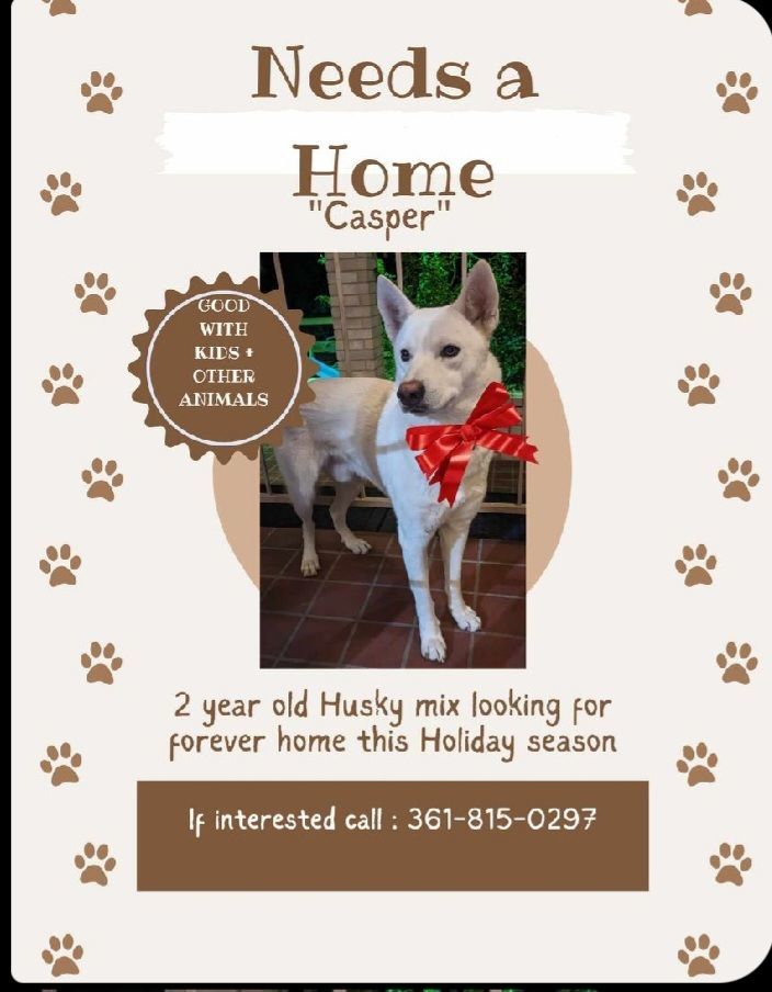 Enlarge *COURTESY POST*  Casper, a Adoptable mixed breed in Floresville, TX image 1/1