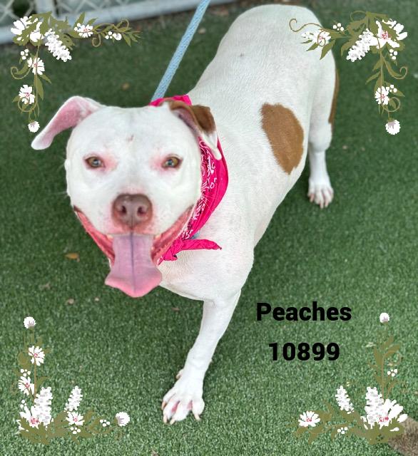 PEACHES