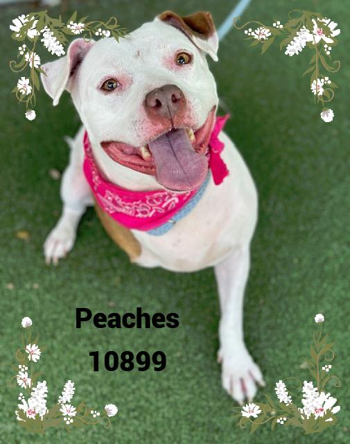 PEACHES