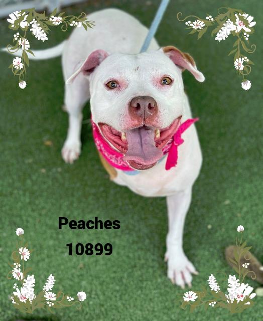 PEACHES