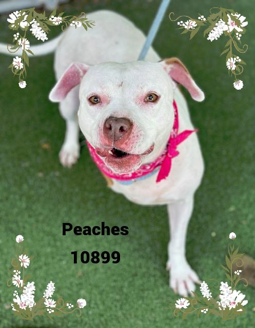 PEACHES