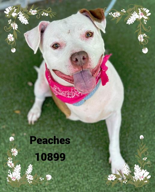PEACHES