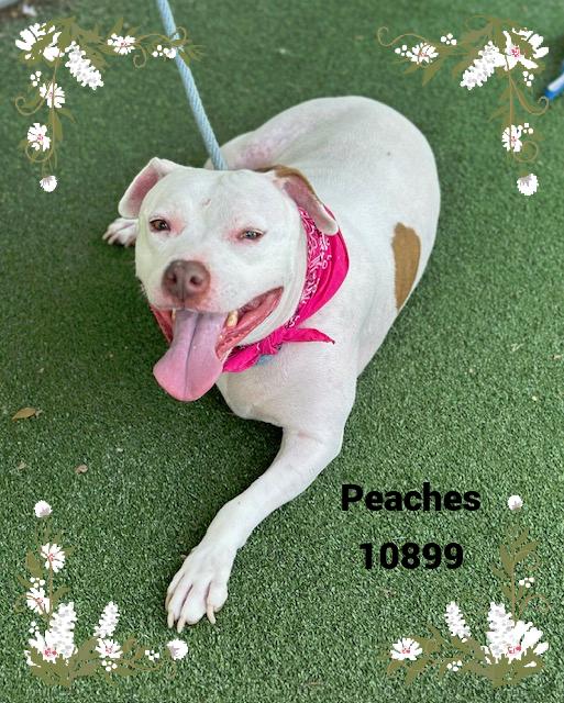 PEACHES