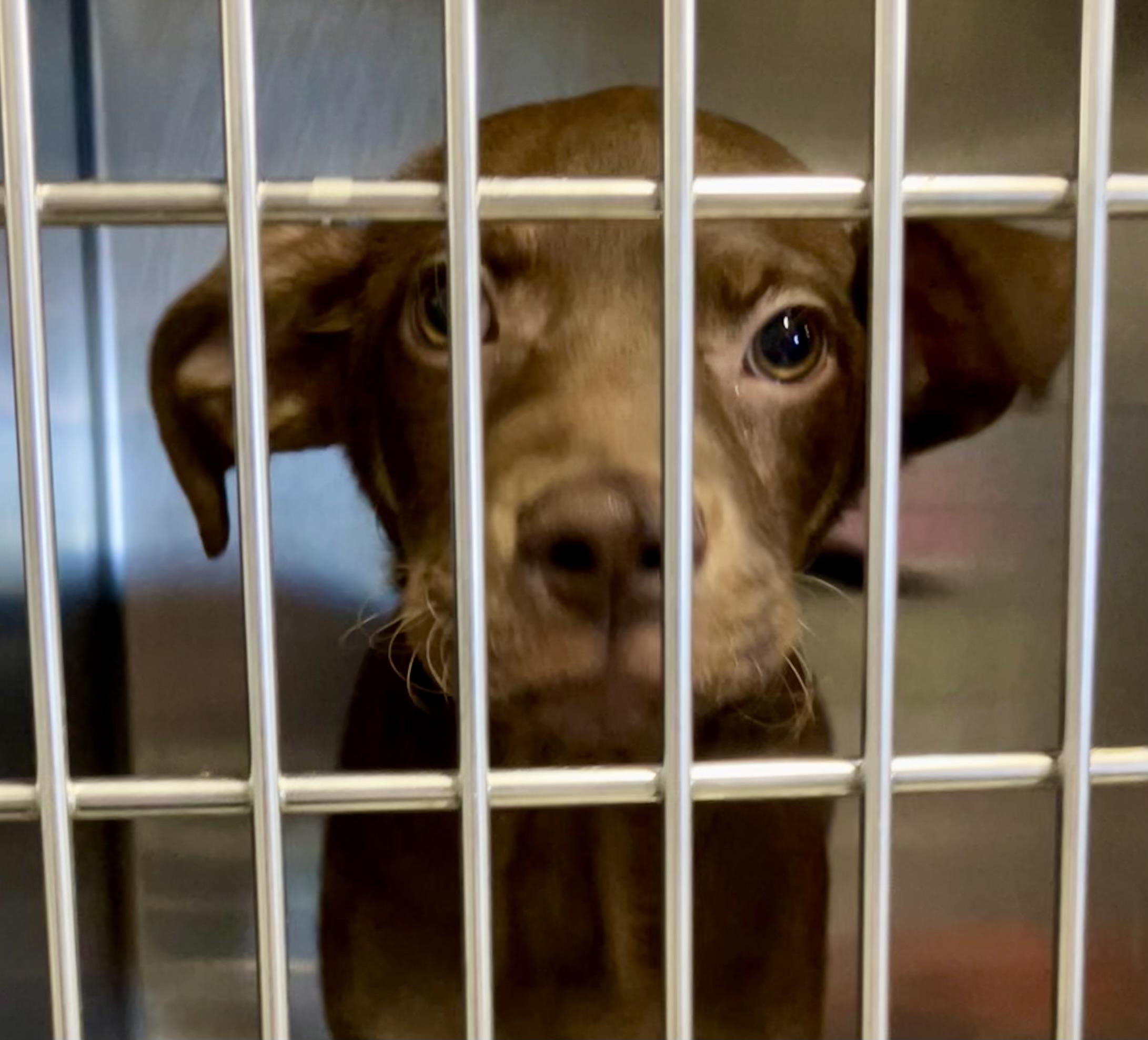Teddy, a Adoptable mixed breed in Parma, OH image 2/2