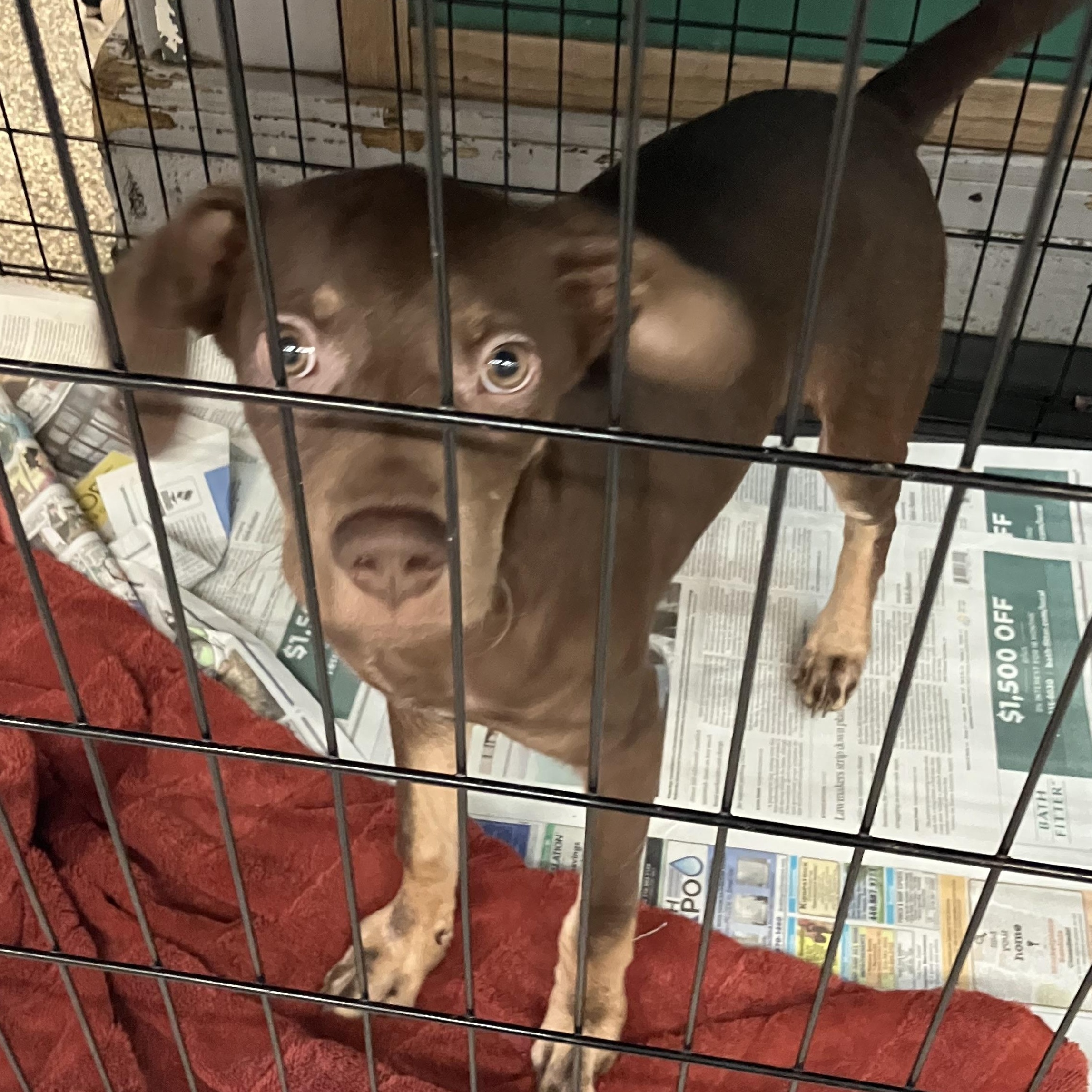 Teddy, Adoptable, Puppy Male Hound.