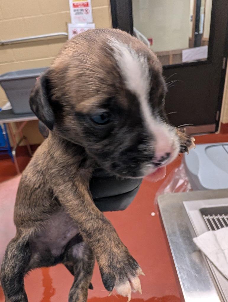 Sabre, Adoptable, Puppy Male Mixed Breed.
