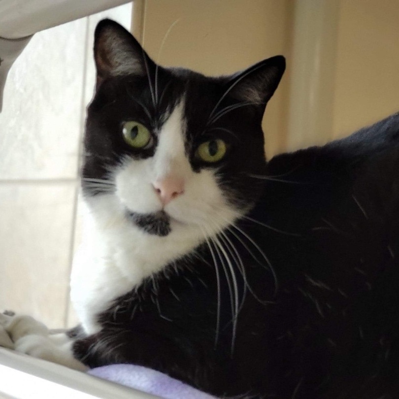 Chester, a Adoptable Domestic Short Hair in Rochester, NY image 1/12