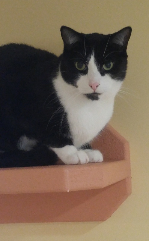 Chester, a Adoptable Domestic Short Hair in Rochester, NY image 2/12