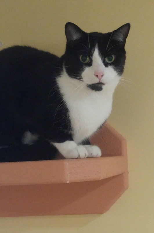 Chester, a Adoptable Domestic Short Hair in Rochester, NY image 3/12