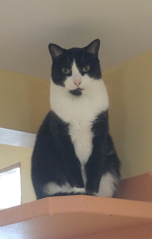 Chester, a Adoptable Domestic Short Hair in Rochester, NY image 4/12