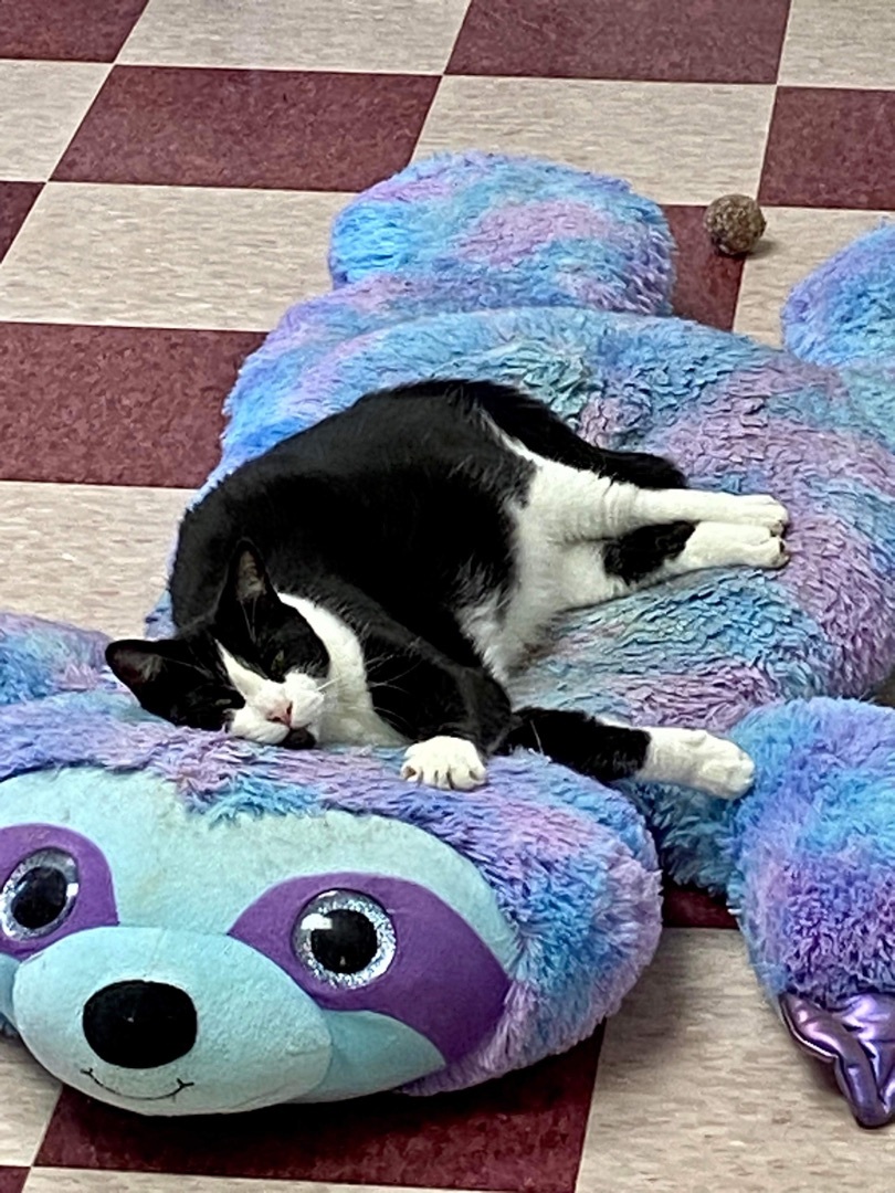 Chester, a Adoptable Domestic Short Hair in Rochester, NY image 5/12